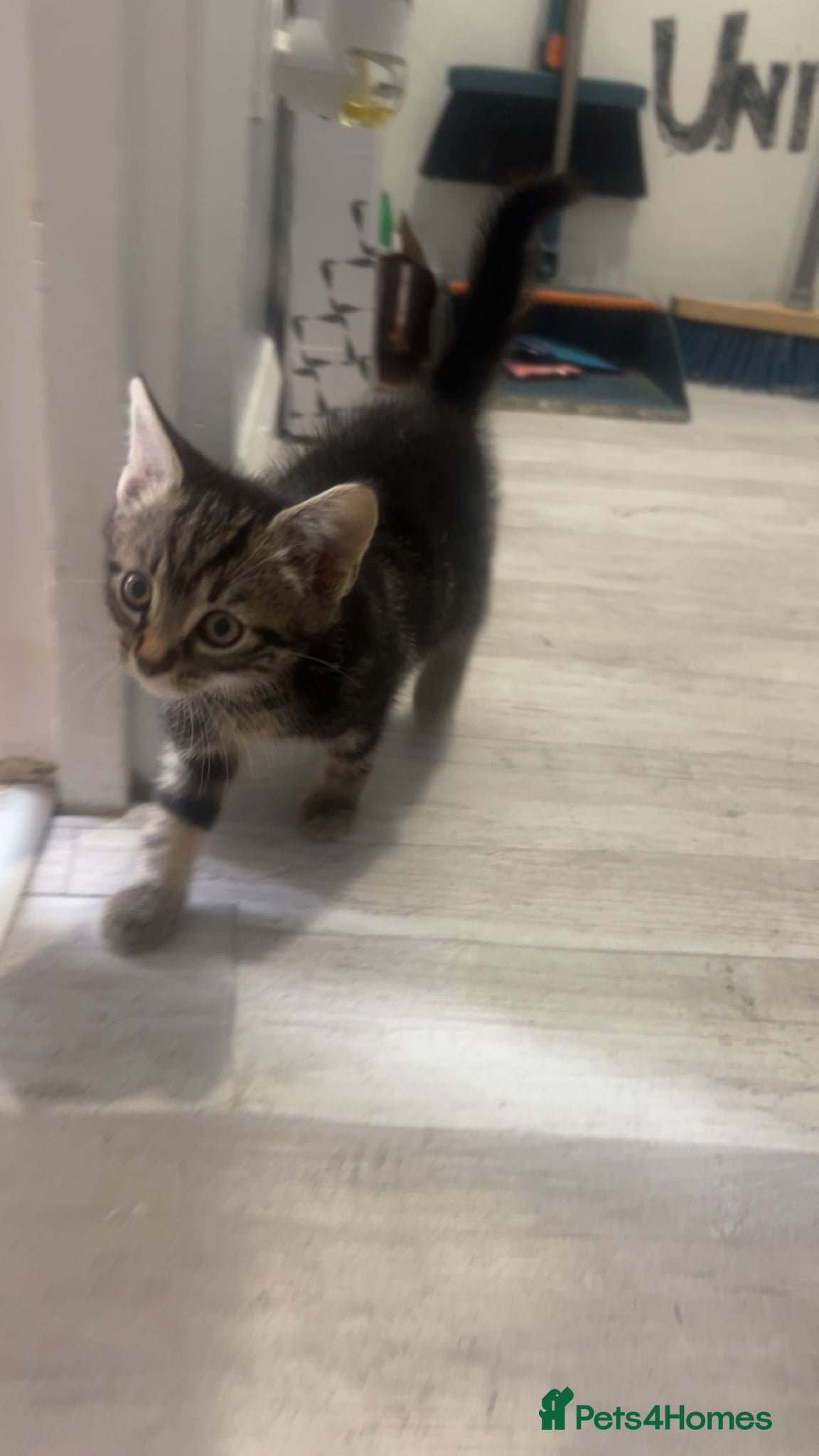 Mixed Breed cats Tabby fluffy Boy Kitten  - Advert 1
