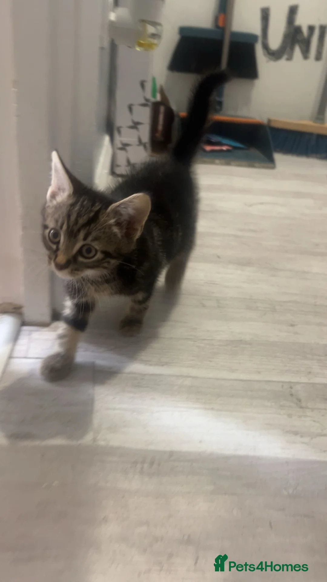Mixed Breed cats for sale: Tabby fluffy Boy Kitten  in London - Advert 1