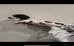 Miniature Dachshund dogs for sale: 4 MINIATURE DACHSHUND PUPPIES 🤍  - Advert 28