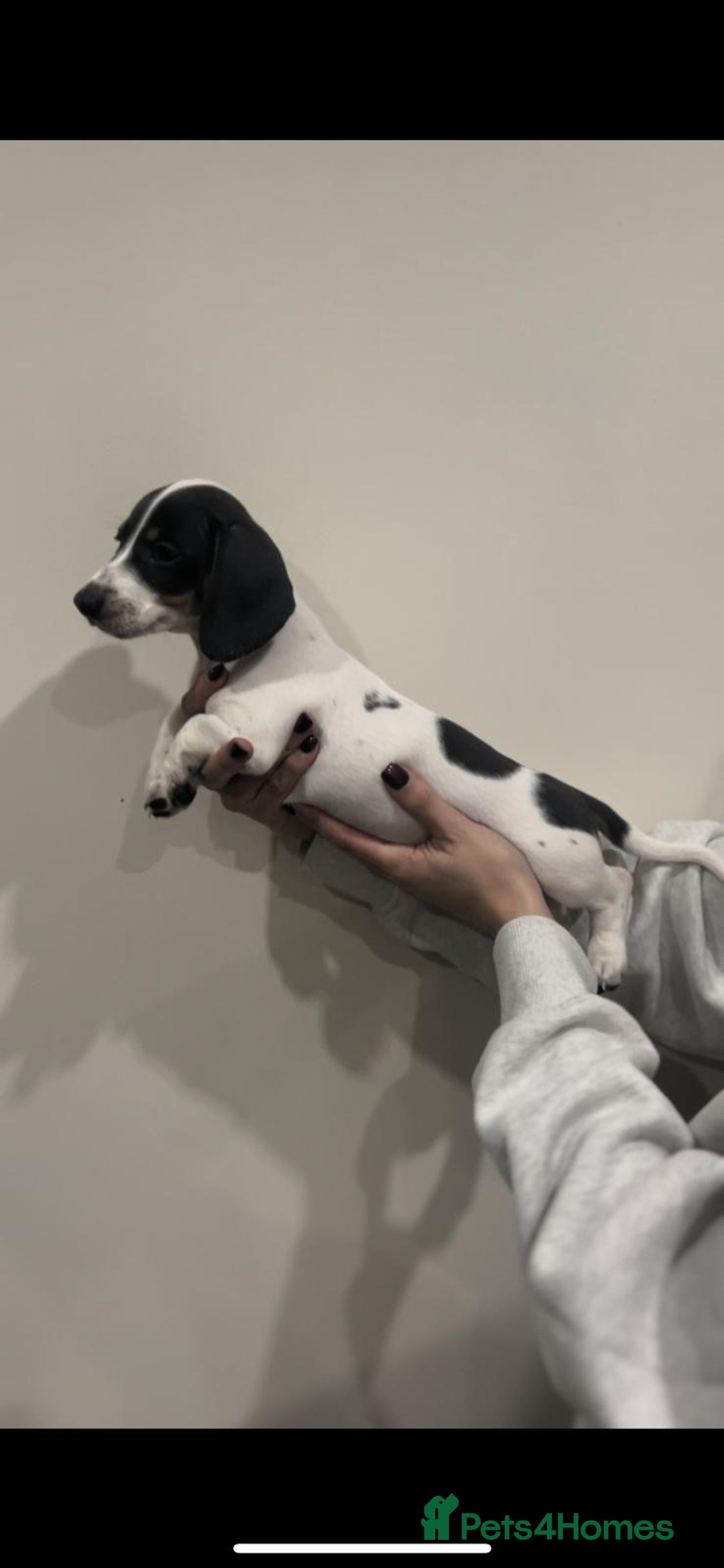 Miniature Dachshund dogs for sale: 4 MINIATURE DACHSHUND PUPPIES 🤍  - Advert 28