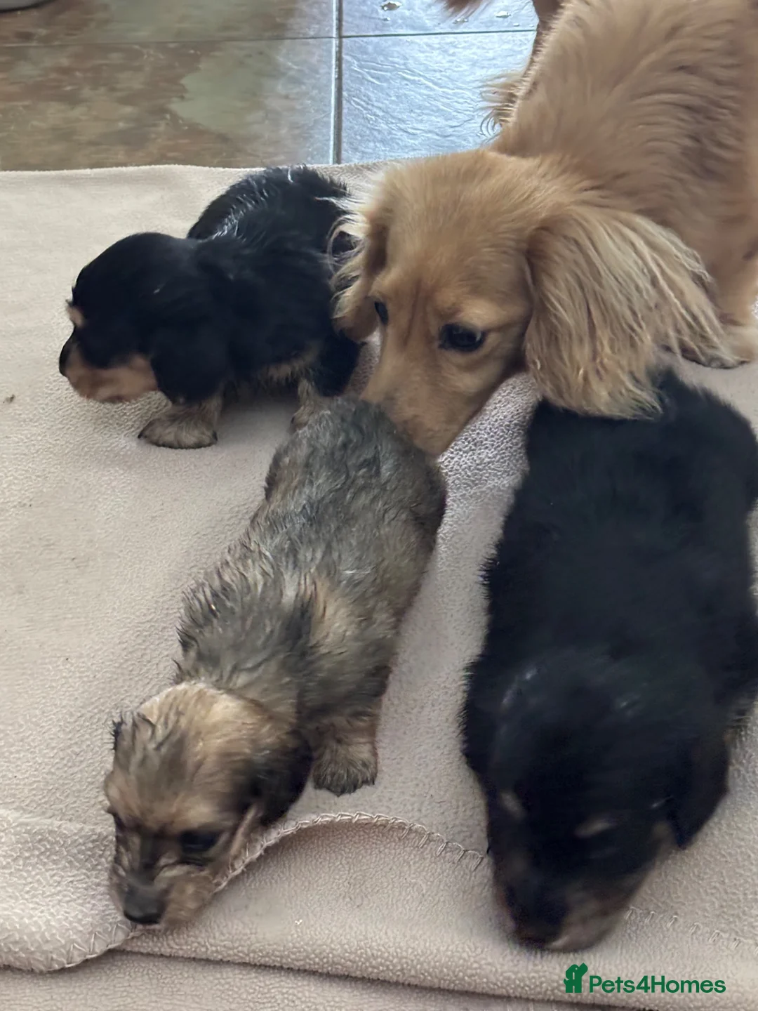 Dachshund dogs for sale: Miniture long haired dushounds puppy’s - Advert 2