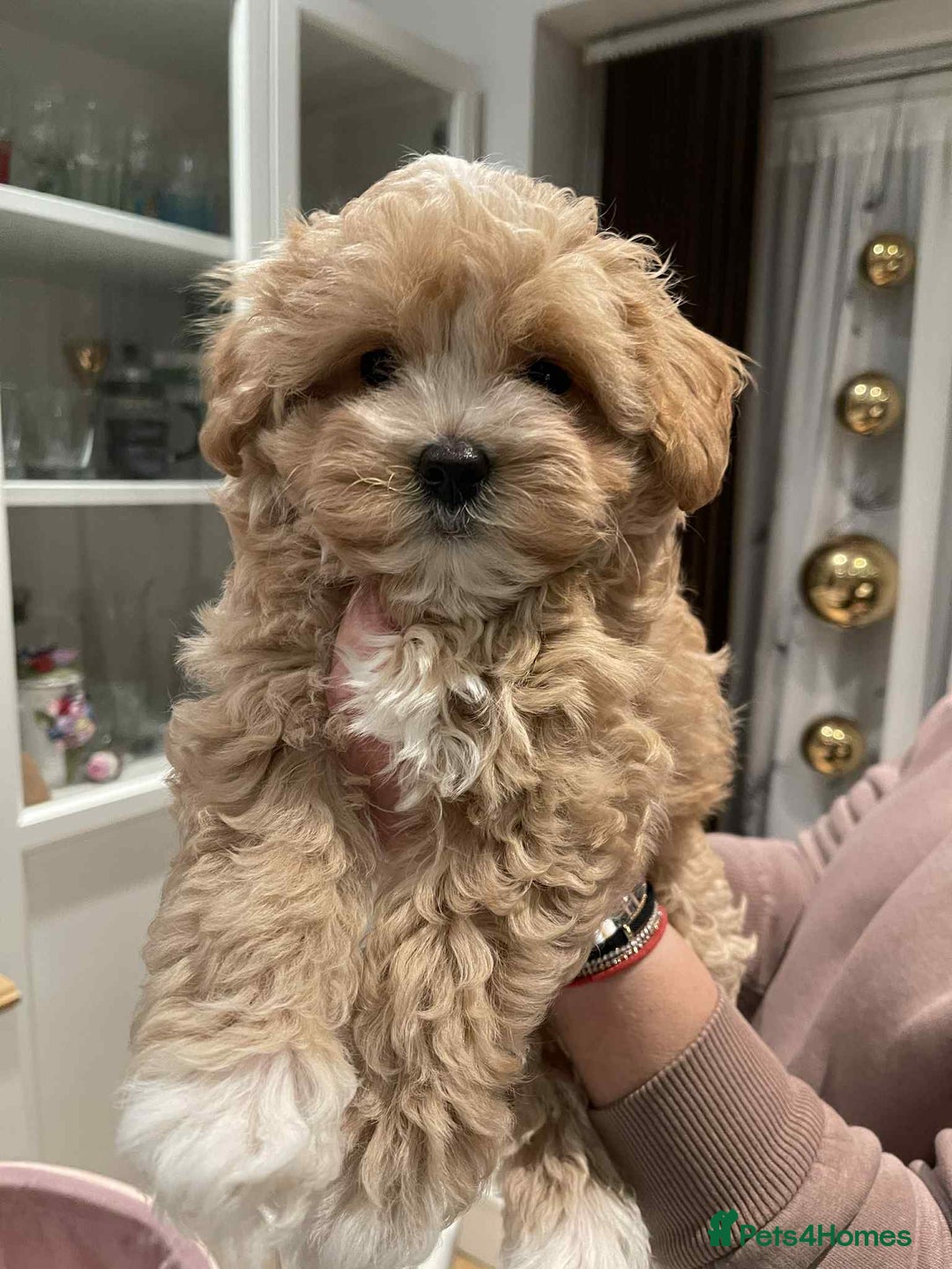 Maltipoo dogs for sale: Maltipoo girl puppy for sale  - Advert 13