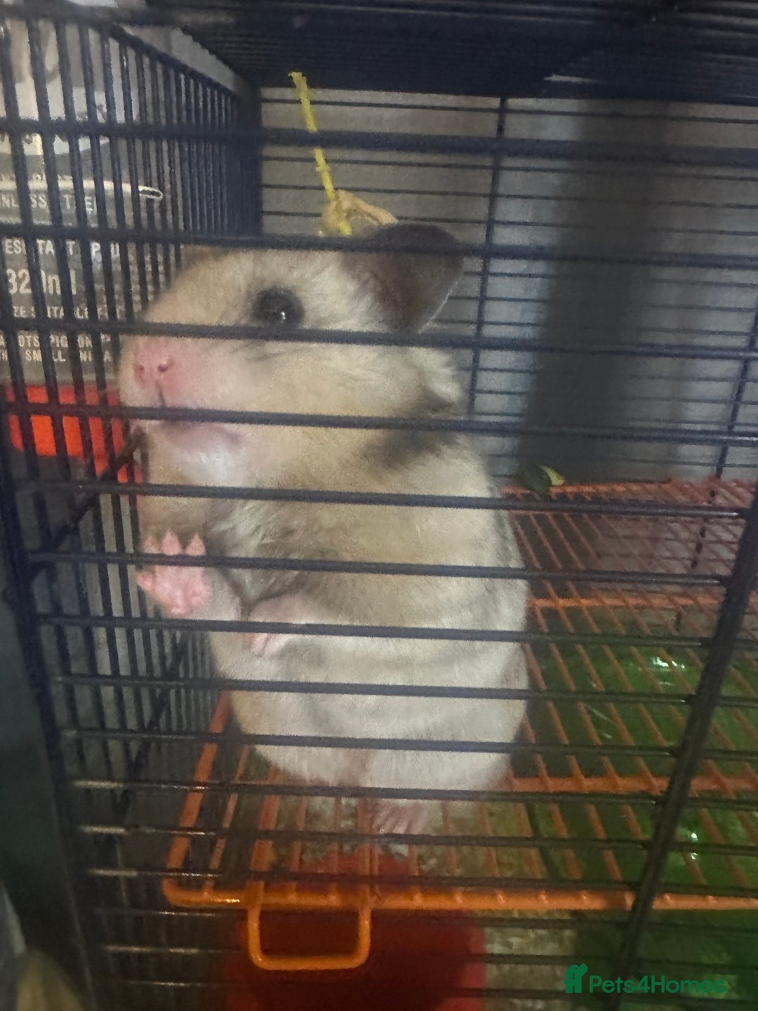 Hamster rodents for sale: Syrian hamster - Image 4