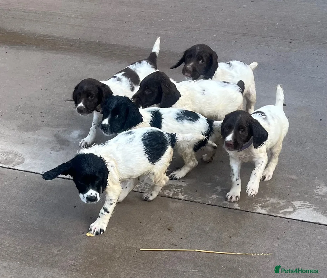 English Springer Spaniel dogs for sale: KC Registered Springer Spaniel Pups - Advert 1