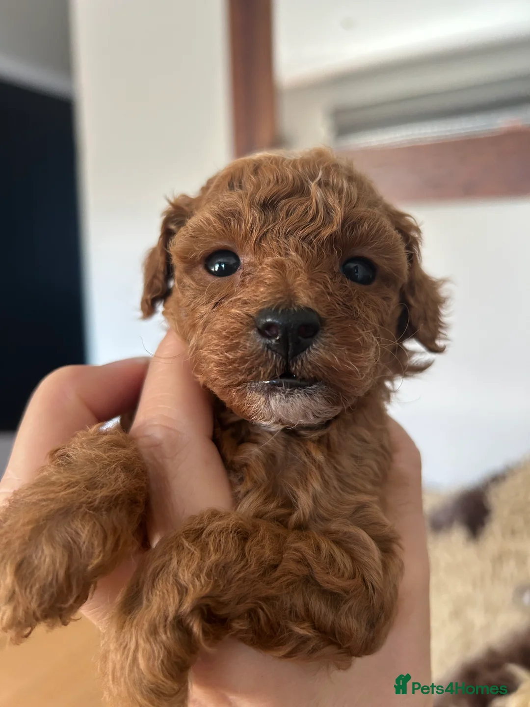 Toy Poodle dogs for sale: Outstanding toy poodles  - Advert 6