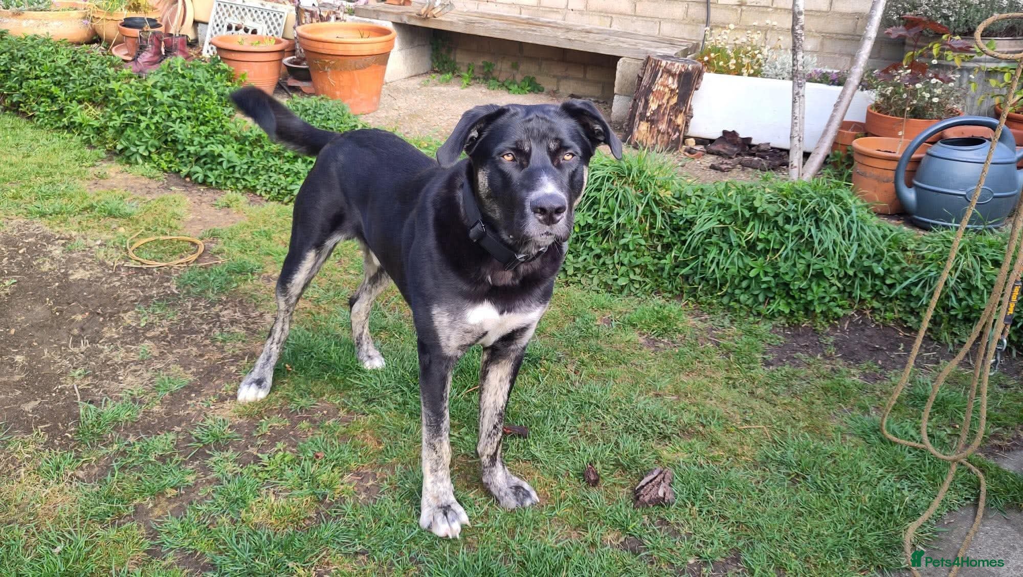 Mixed Breed dogs for adoption: BUSTER- quiet home wanted for sensitive young boy - Advert 10