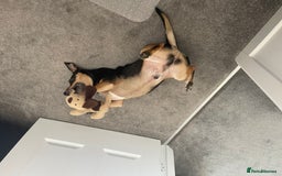 Jack Russell dogs for sale: Meet Dexter – Looking for His Forever Home - Image 5