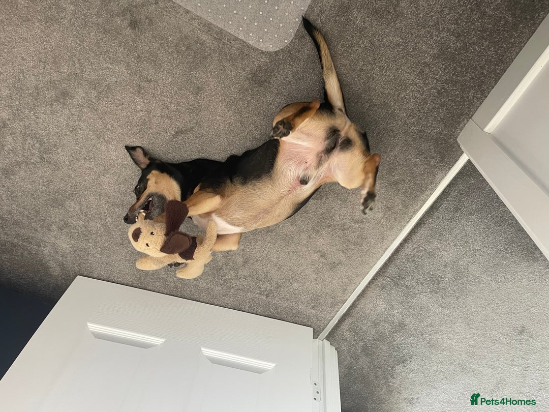 Jack Russell dogs for sale: Meet Dexter – Looking for His Forever Home - Image 5