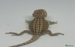 Bearded Dragon reptiles for sale: Baby beardies - Image 4
