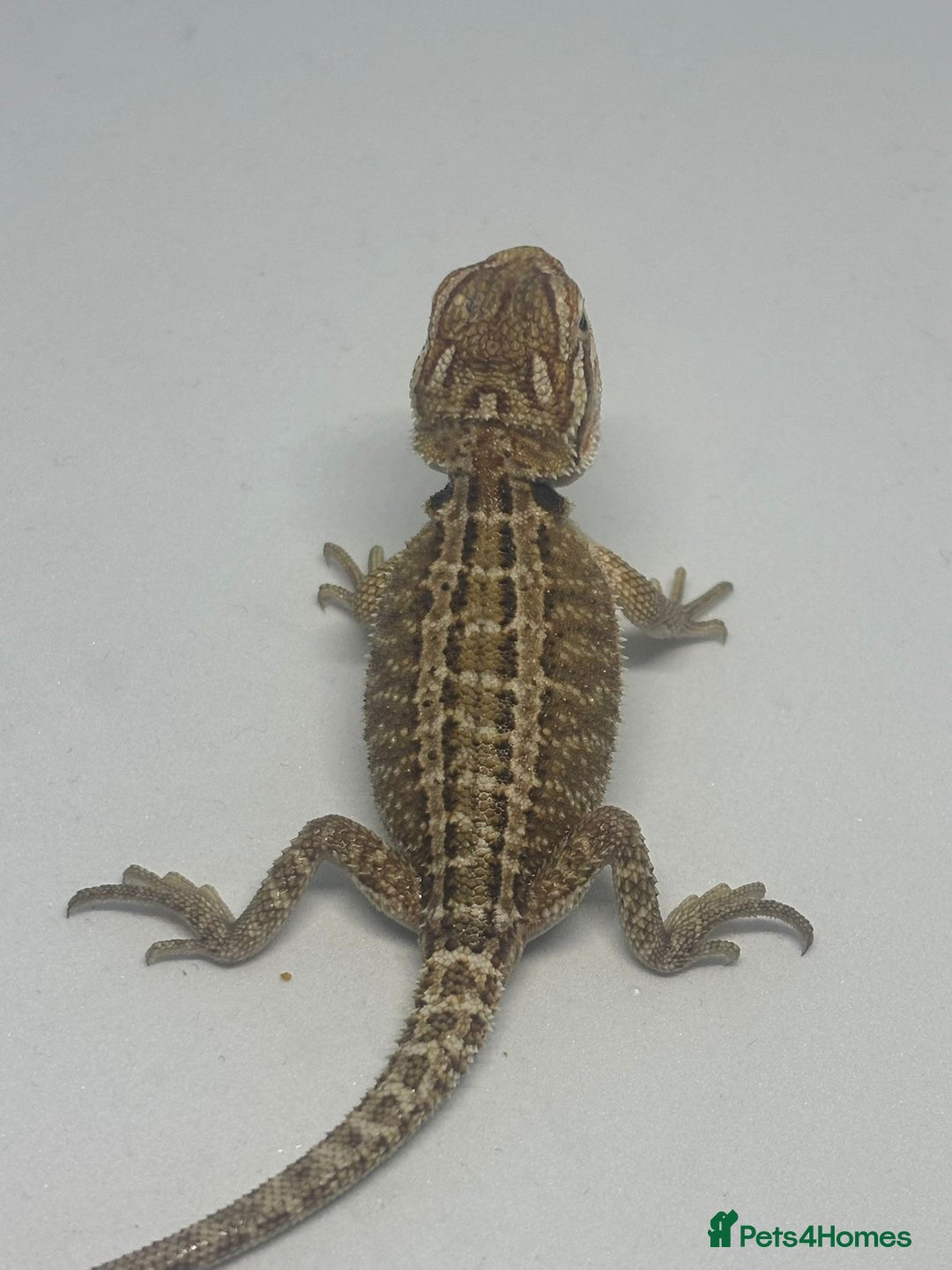 Bearded Dragon reptiles for sale: Baby beardies - Image 4