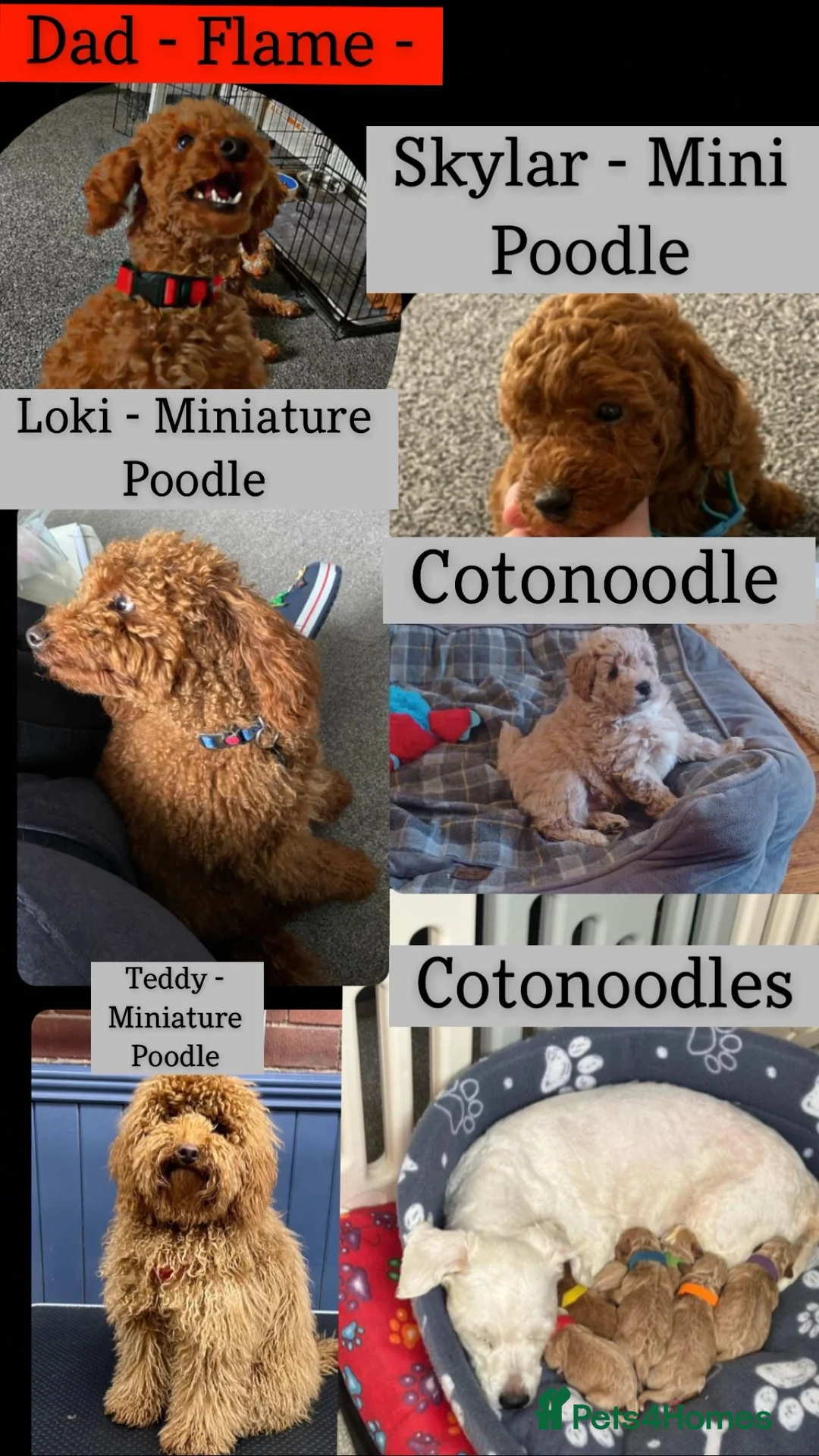 Miniature Poodle dogs for stud: Red Miniature Poodle Stud *Clear of 400 diseases* in Keighley - Advert 10