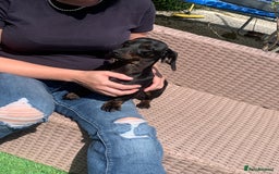 Dachshund dogs for sale: Two beautiful sisters miniature dachshunds  - Image 6