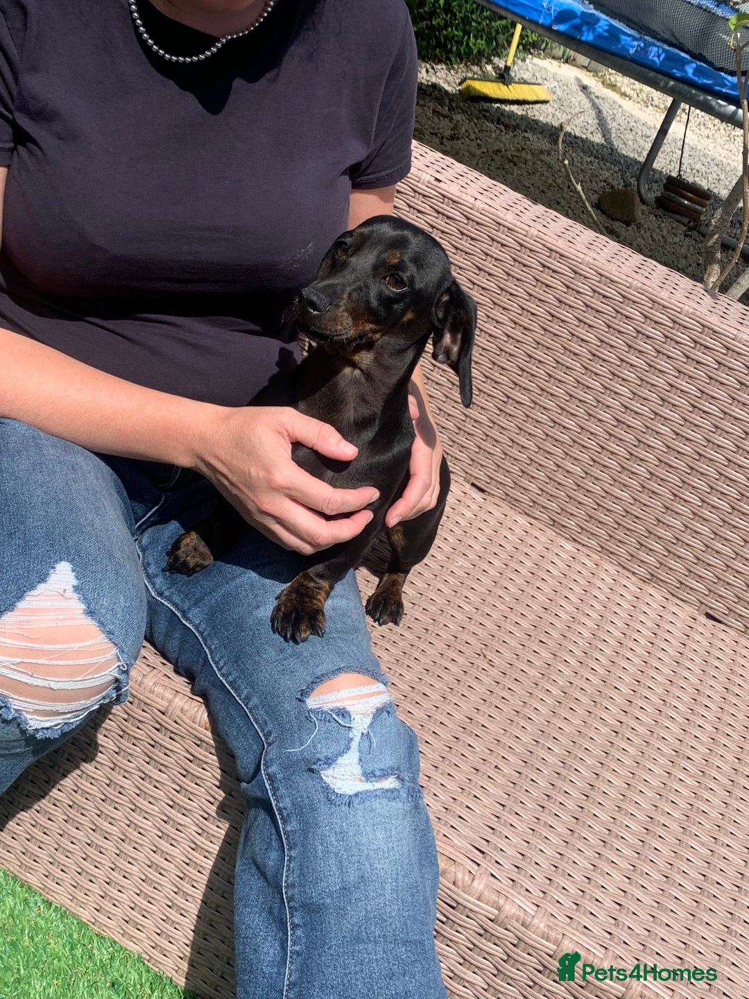 Dachshund dogs for sale: Two beautiful sisters miniature dachshunds  - Image 6