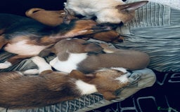 Mixed Breed dogs for sale: Chihuahua Hybrid Female. READY FOR HER NEW HOME 🤍 - Image 6