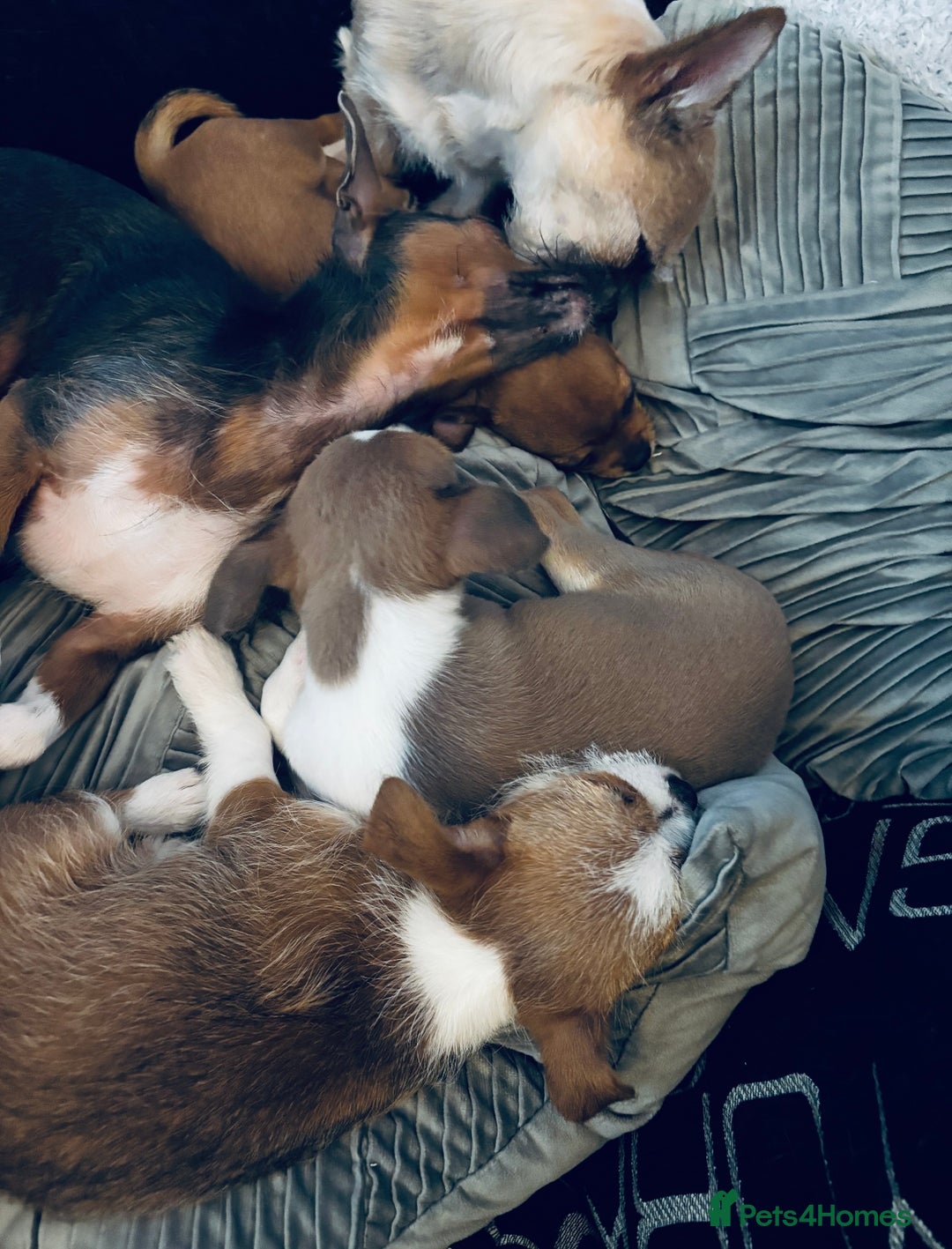 Mixed Breed dogs for sale: Chihuahua Hybrid Female. READY FOR HER NEW HOME 🤍 - Image 6