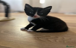 Ragcoon cats for sale: Ragcoons!  in Shepton Mallet - Image 14