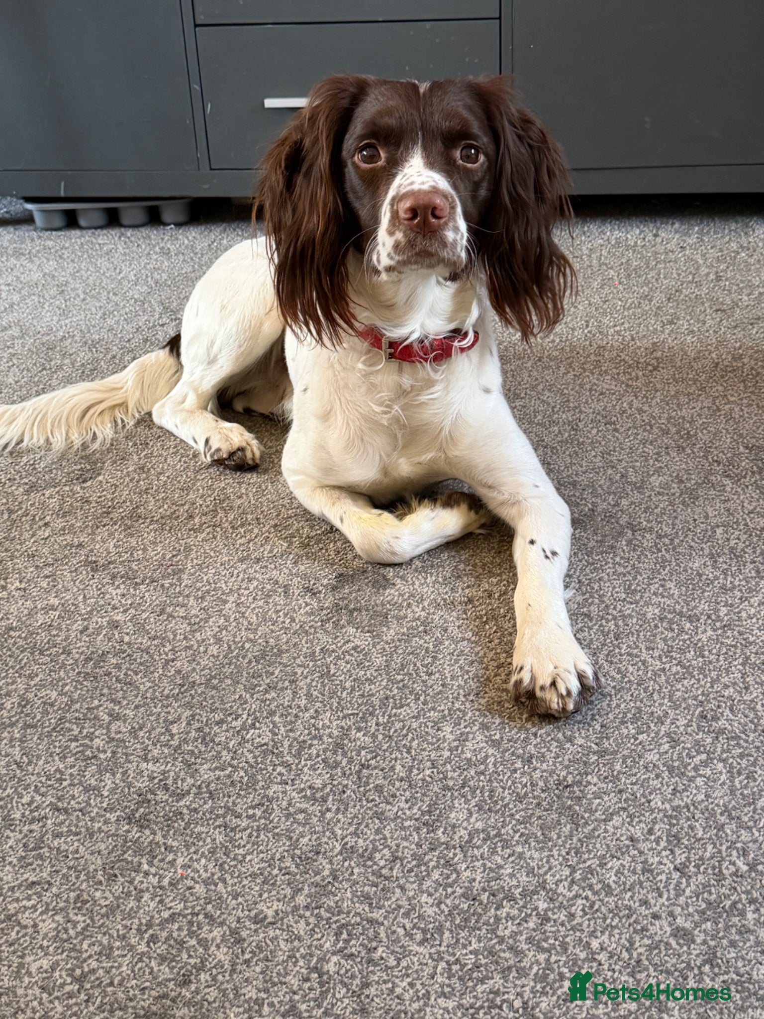 English Springer Spaniel dogs KC registered English springer spaniel - Advert 2