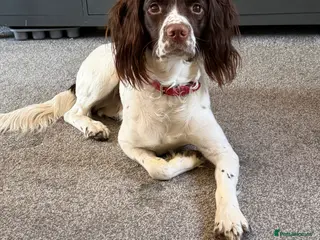 English Springer Spaniel dogs KC registered English springer spaniel - Advert 2
