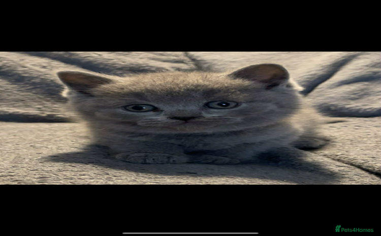 British Shorthair cats - Advert 15