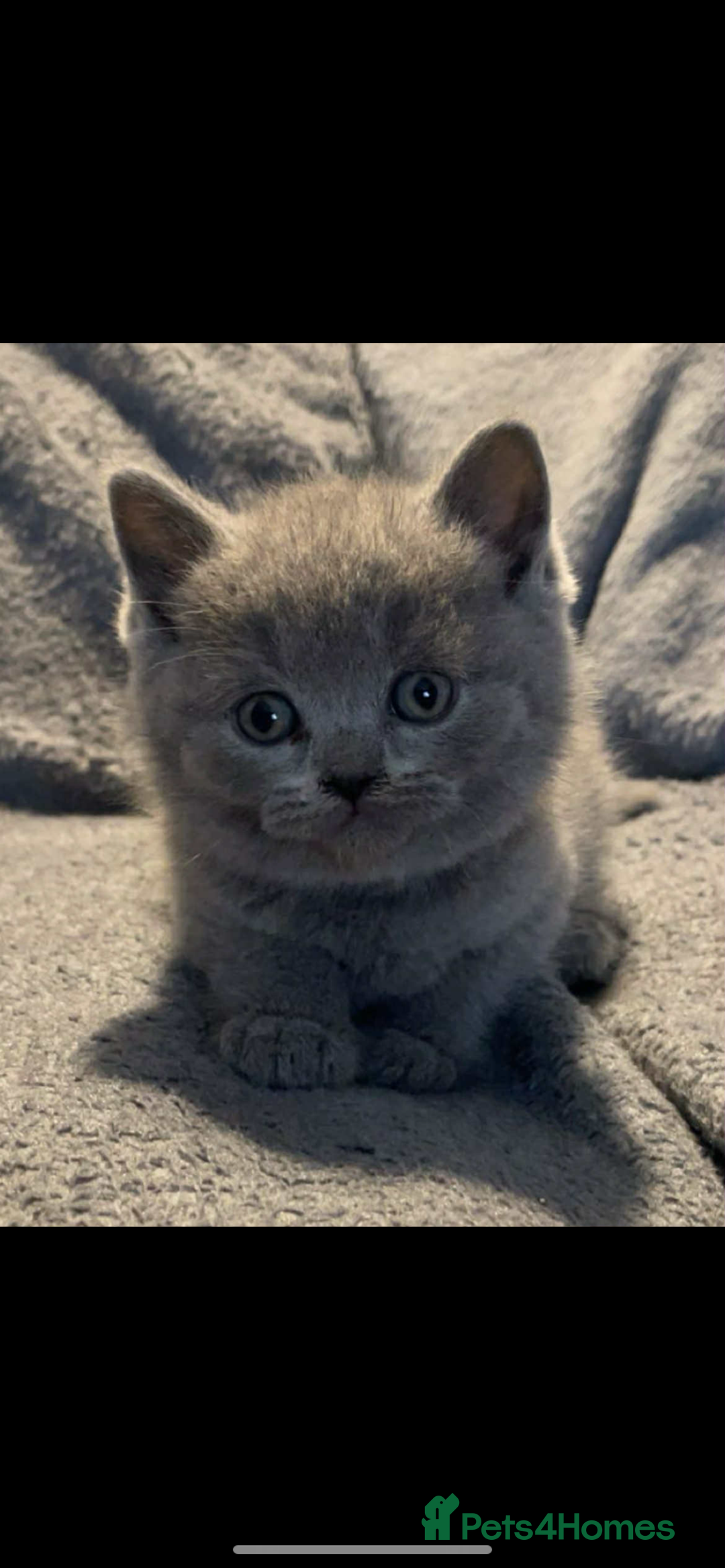 British Shorthair cats for sale: British shorthair kittens - Image 1