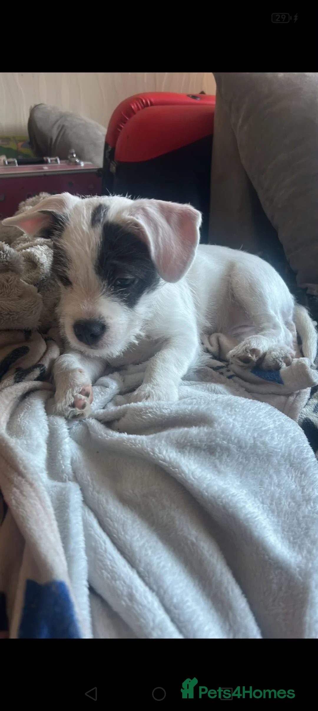 Mixed Breed dogs for sale: French bulldog x long haired chihuahua  in Saint Asaph - Advert 2