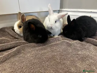 Mixed Breed rabbits Ready in a week mini lop x lop - Advert 1