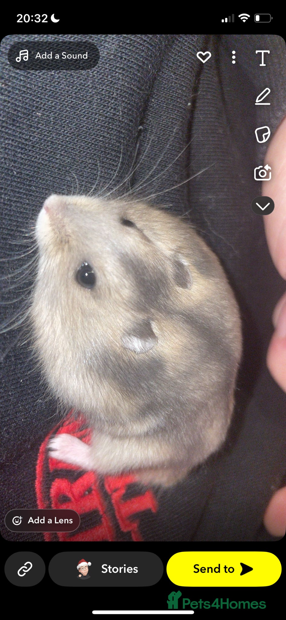 Hamster rodents Two male Russian dwarf hamsters  - Advert 5