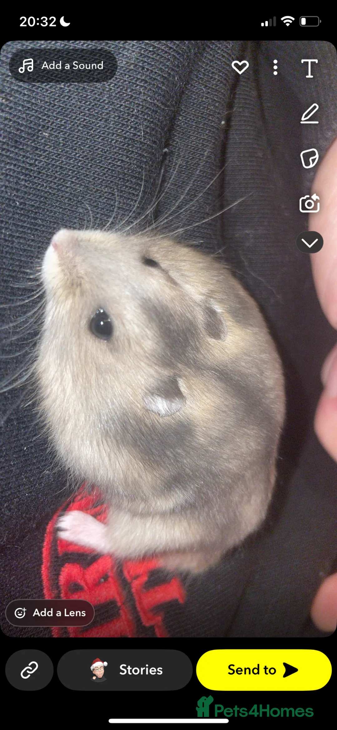 Hamster rodents for sale: Two male Russian dwarf hamsters  in Edinburgh - Advert 1