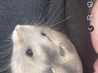 Hamster rodents Two male Russian dwarf hamsters - Advert 1