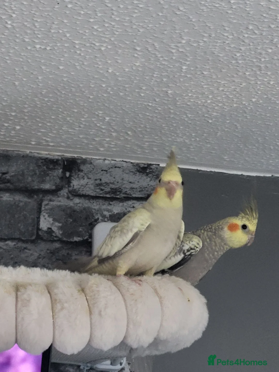 Cockatiels birds for sale: Baby cockatiels - Advert 7