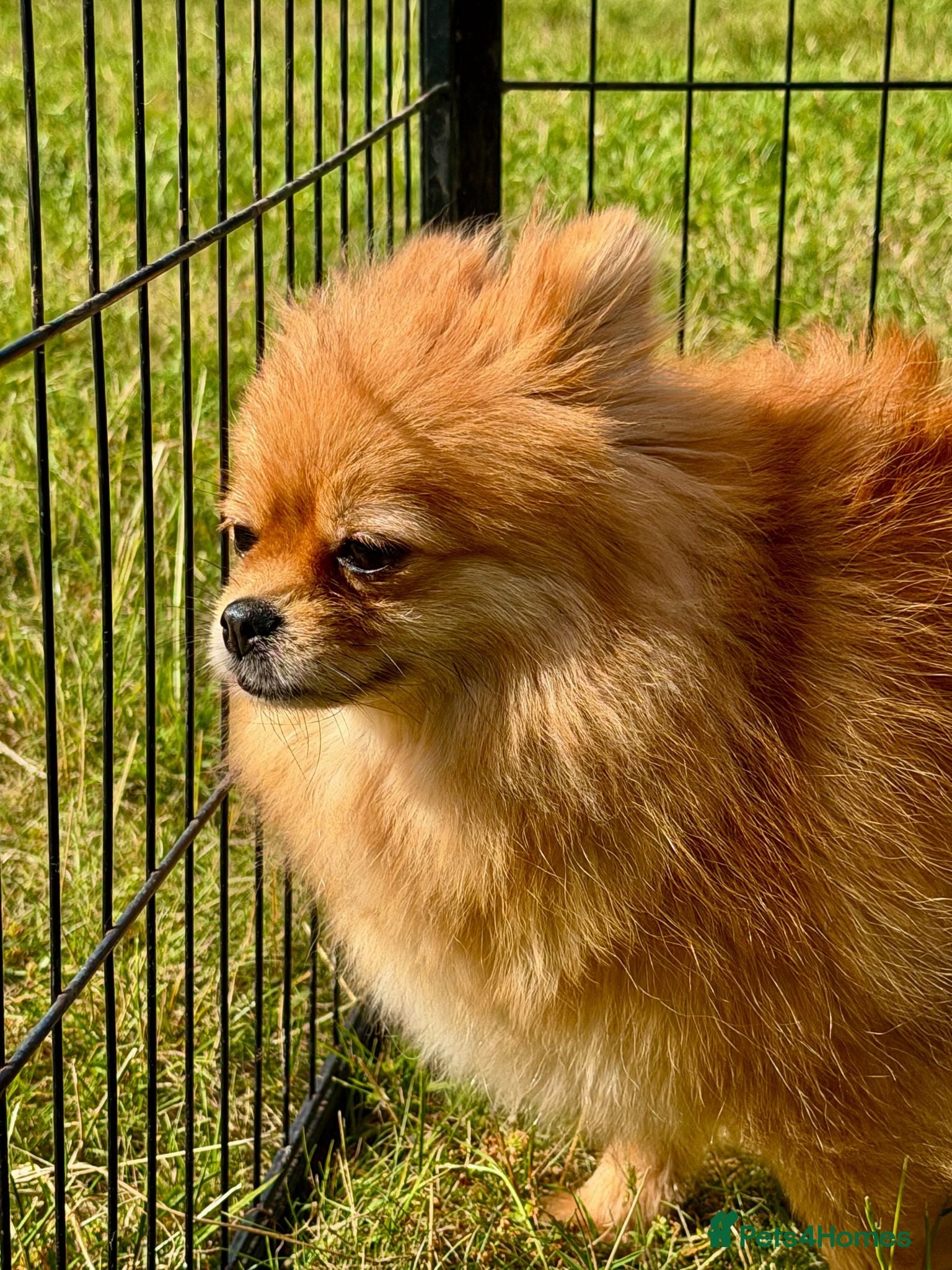 Pomeranian dogs 🐾 TEDDY – aka Tuzik, Female Pomeranian 🐾 - Advert 1