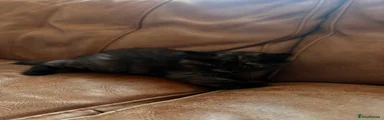 Mixed Breed 6