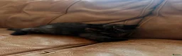 Mixed Breed cats for sale: Kittens  in Ipswich - Advert 2