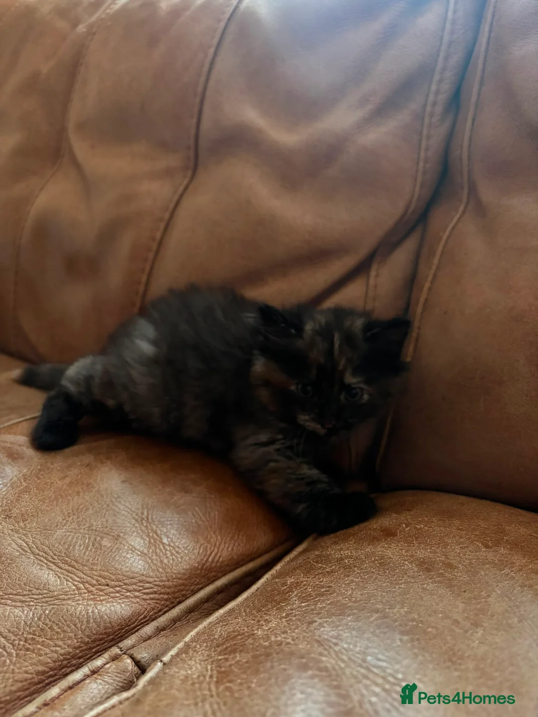 Mixed Breed cats for sale: Kittens  in Ipswich - Advert 2