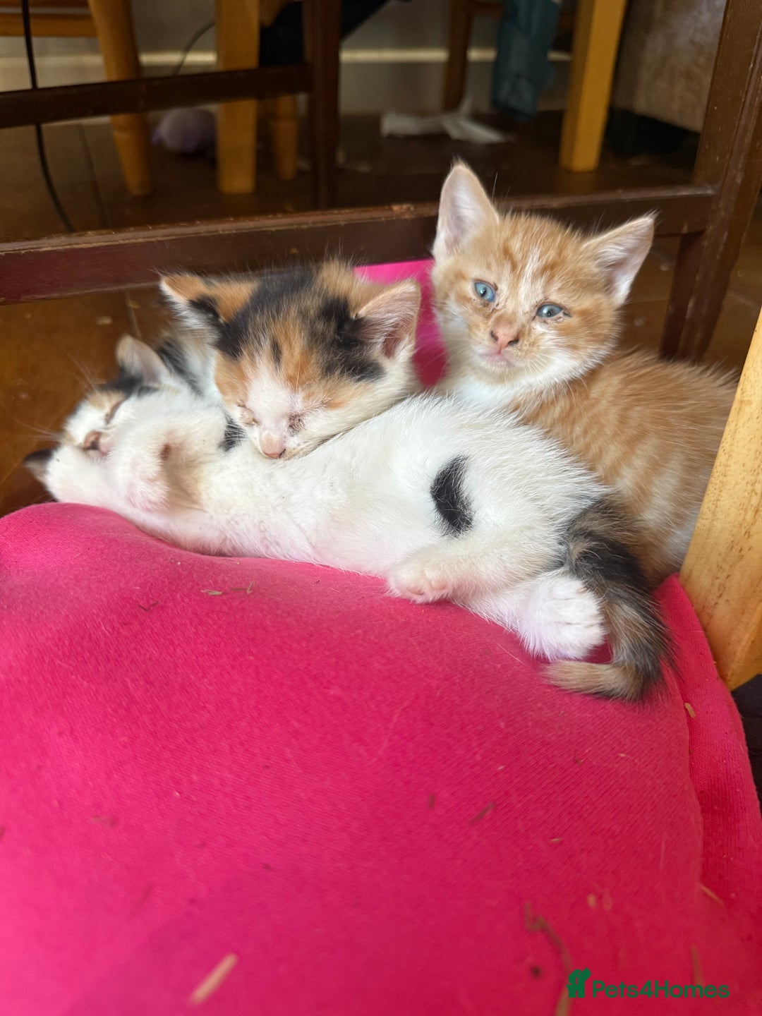 British Shorthair cats for sale: Stunning colour litter of kittens  - Image 13
