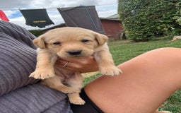 Labrador Retriever dogs for sale: Labrador puppies - Image 4