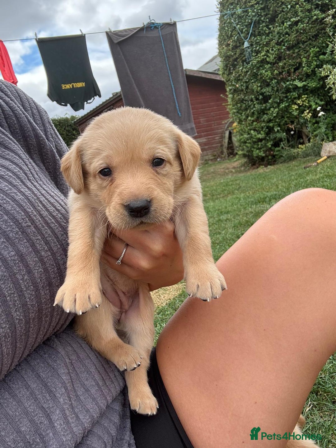 Labrador Retriever dogs for sale: Labrador puppies - Image 4