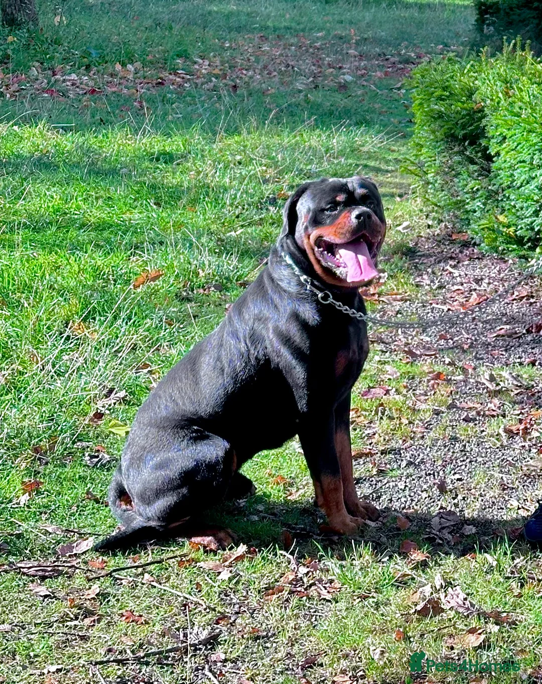 Rottweiler dogs for stud: Mountain Rottweiler - Advert 2