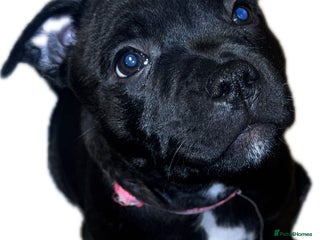 Staffordshire Bull Terrier dogs 🏆 CHAMPION PUPS READY TO LEAVE 🏆 - Advert 5