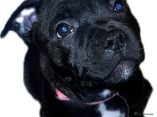 Staffordshire Bull Terrier dogs 🏆 CHAMPION PUPS READY TO LEAVE 🏆 - Advert 10