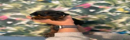 Dobermann dogs for sale: INTERNATIONAL CHAMPION EUROPEAN DOBERMANNS  - Advert 14