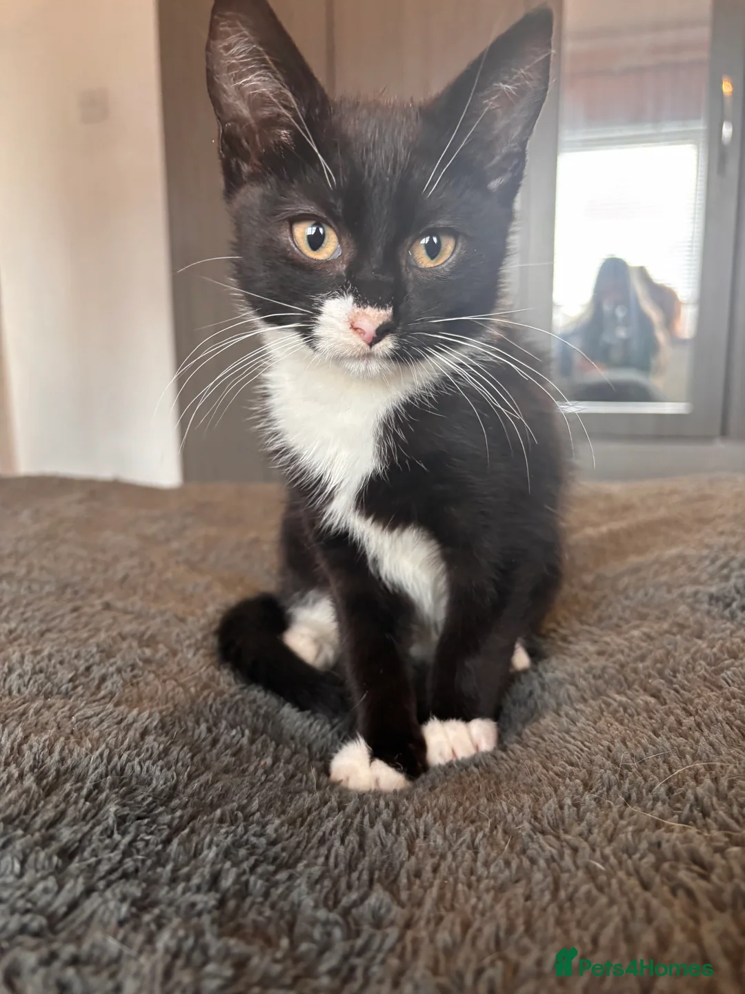 Mixed Breed cats for sale: 2 little boy kittens for sale 9 weeks old  - Advert 2