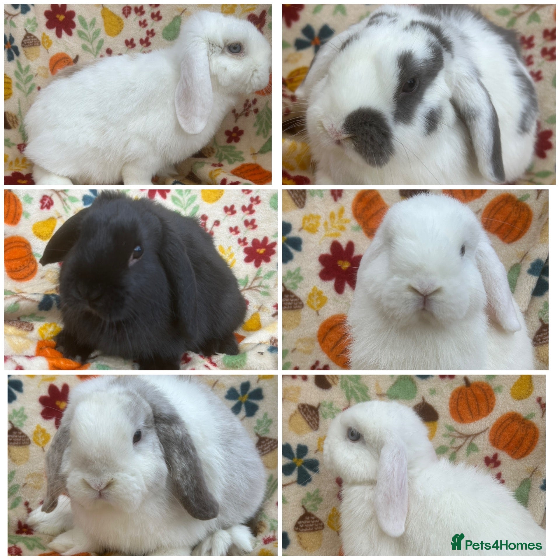 Mini Lop rabbits for sale: Blossom View Babies ready now!! - Advert 1