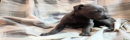Whippet dogs for sale: Beautiful whippet babies  - Advert 24