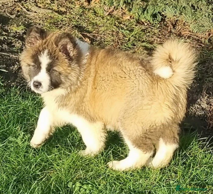 Akita dogs Akita pup - Advert 9