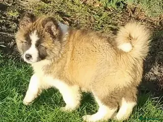 Akita dogs Akita pup - Advert 9