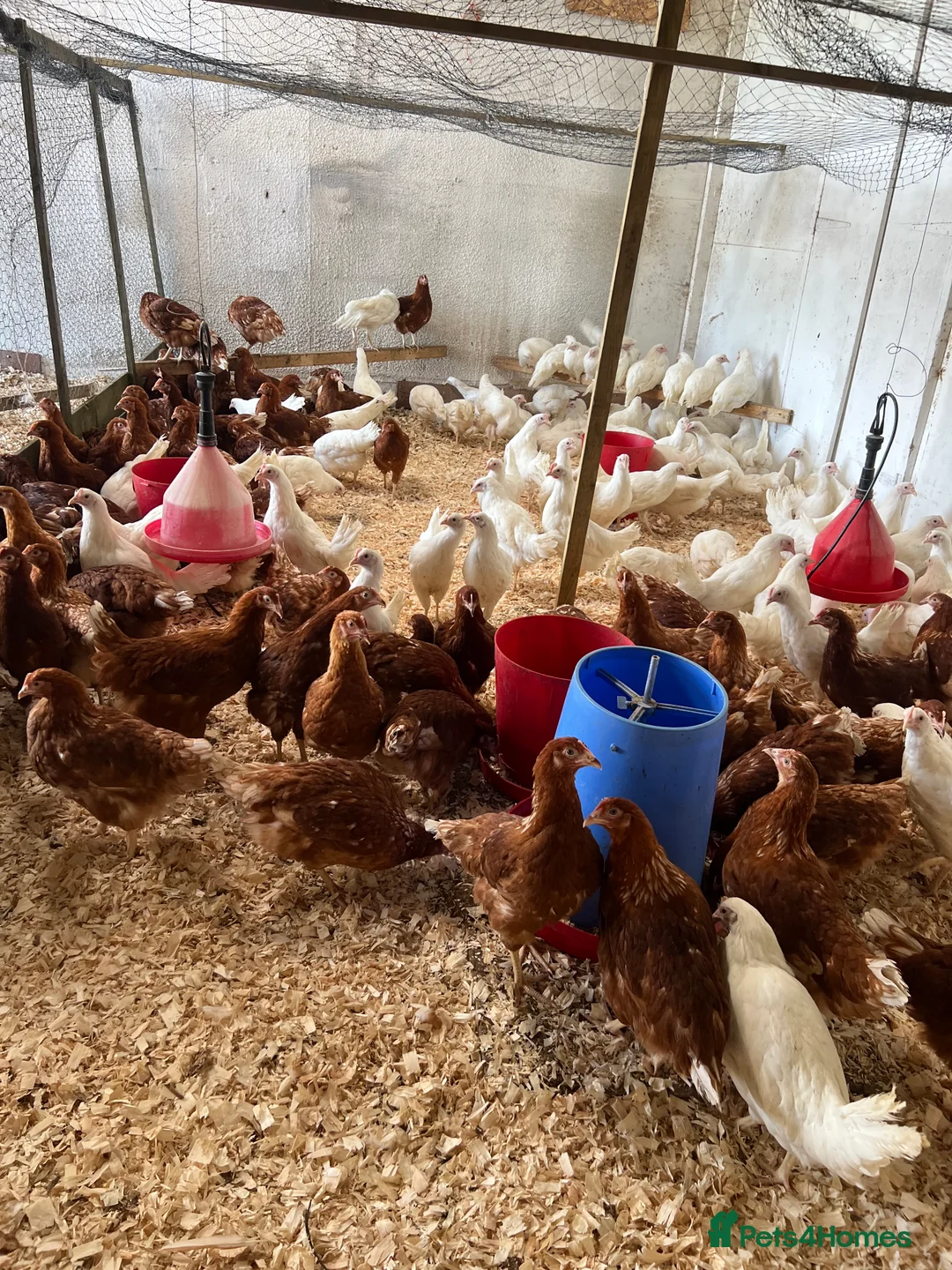 Chickens poultry for sale: Warrens and leghorns for sale pol - Advert 2