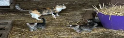 Mixed Breed cats for sale: Farm kittens looking for homes - Advert 3
