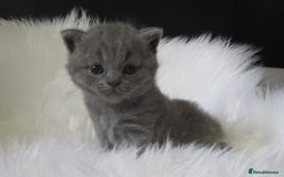 British Shorthair cats for sale: GCCF CHAMPION SIRED BRITISH SHORTHAIR KITTENS - Image 4