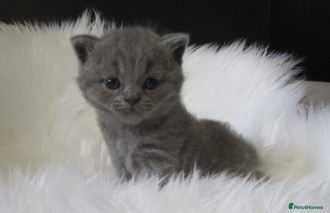 British Shorthair cats for sale: GCCF CHAMPION SIRED BRITISH SHORTHAIR KITTENS - Image 4